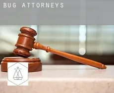 Bug  attorneys
