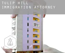 Tulip Hill  immigration attorney